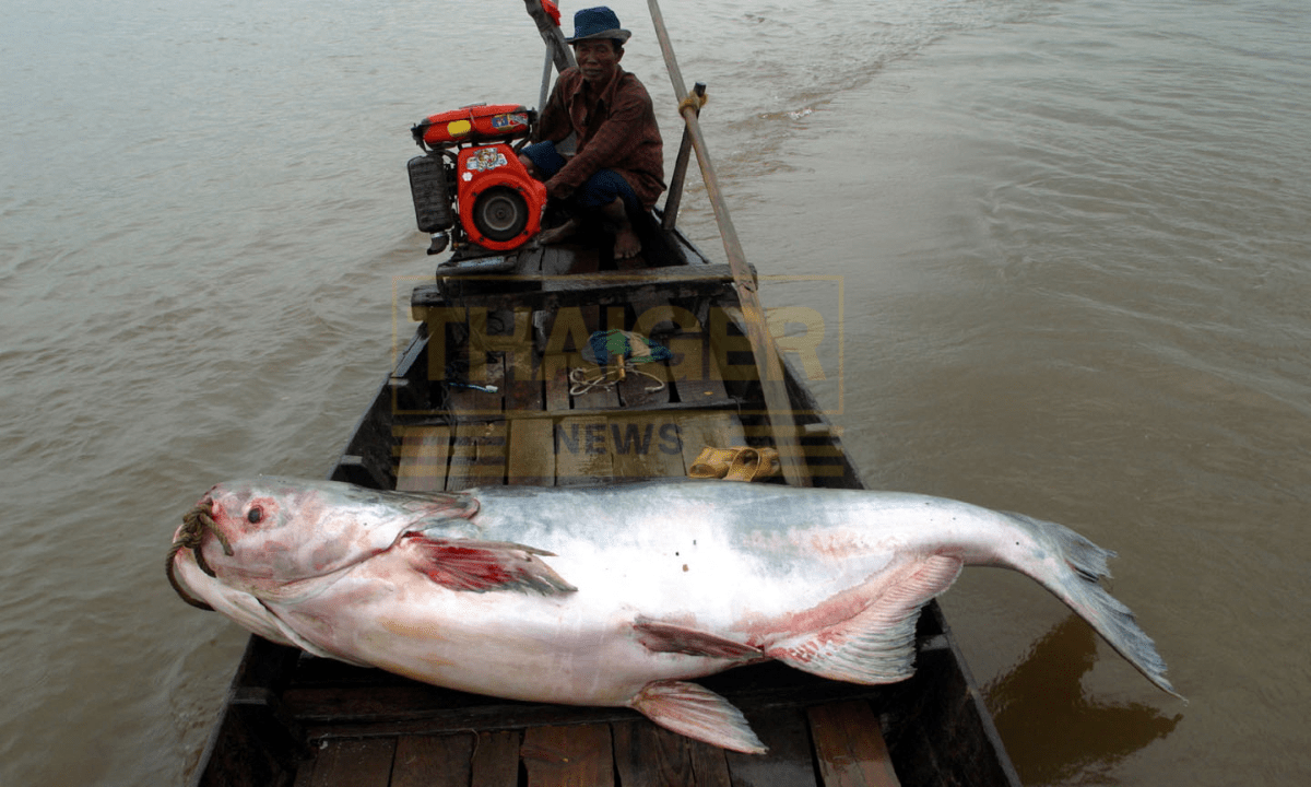 Mekong River’s diverse fish populations face extinction threat