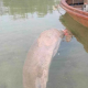 , Dugong Spotted in Trang Raises , Dugong Spotted in Trang Raises Alarm for Marine Ecosystem