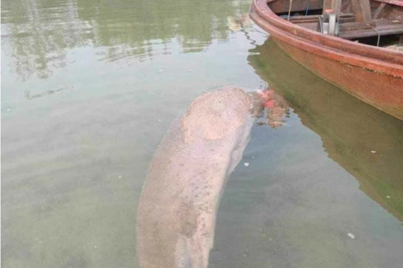 , Dugong Spotted in Trang Raises , Dugong Spotted in Trang Raises Alarm for Marine Ecosystem