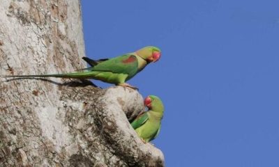 heartwarming bond with rare parakeets
