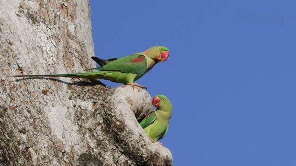 heartwarming bond with rare parakeets