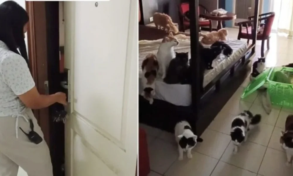 Thai tenant shocks owner by bringing 29 cats for one night (video)