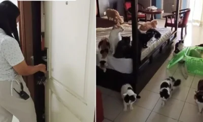 Thai tenant shocks owner by bringing 29 cats for one night (video)