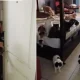 Thai tenant shocks owner by bringing 29 cats for one night (video)