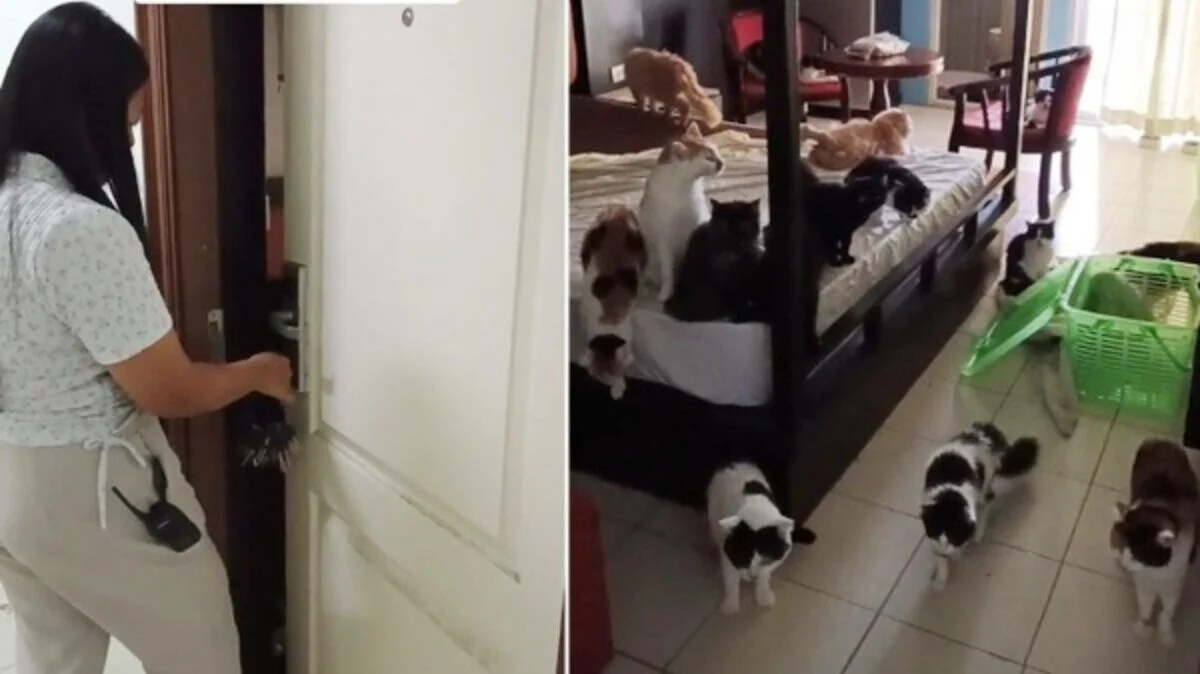 Thai tenant shocks owner by bringing 29 cats for one night (video)