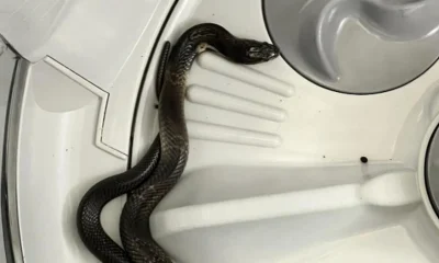 Serpent scare: Cobra found in washing machine sparks concerns