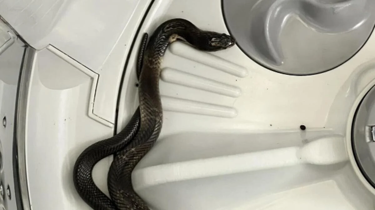 Serpent scare: Cobra found in washing machine sparks concerns