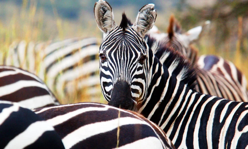 Failed attempts to domesticate zebras