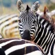 Failed attempts to domesticate zebras