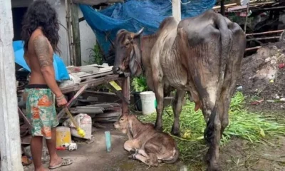 Moo-ving: Thai man hallucinates, talks to cows after cannabis use