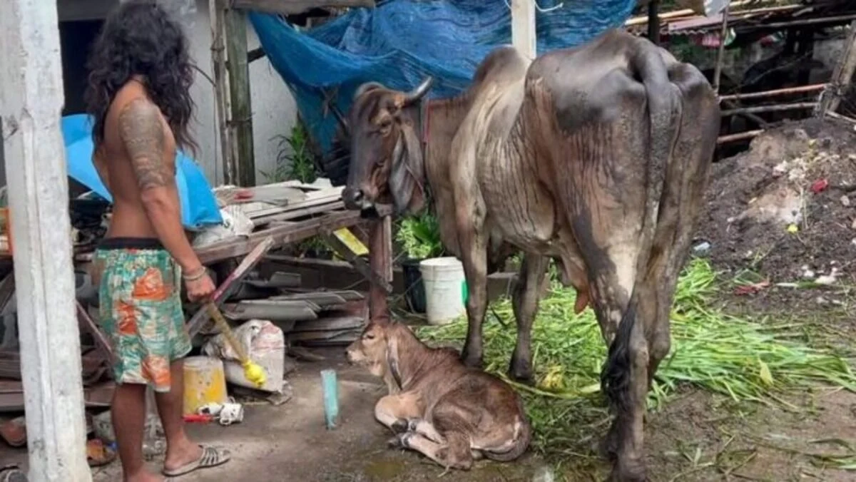 Moo-ving: Thai man hallucinates, talks to cows after cannabis use